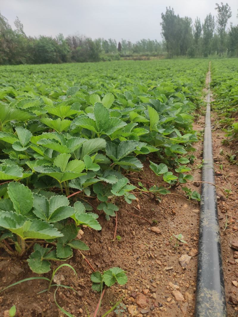 妙香七号草莓苗红颜草莓苗天仙醉草莓苗