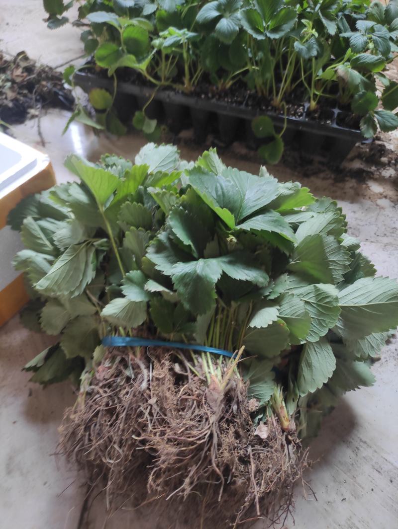 妙香七号草莓苗红颜草莓苗天仙醉草莓苗