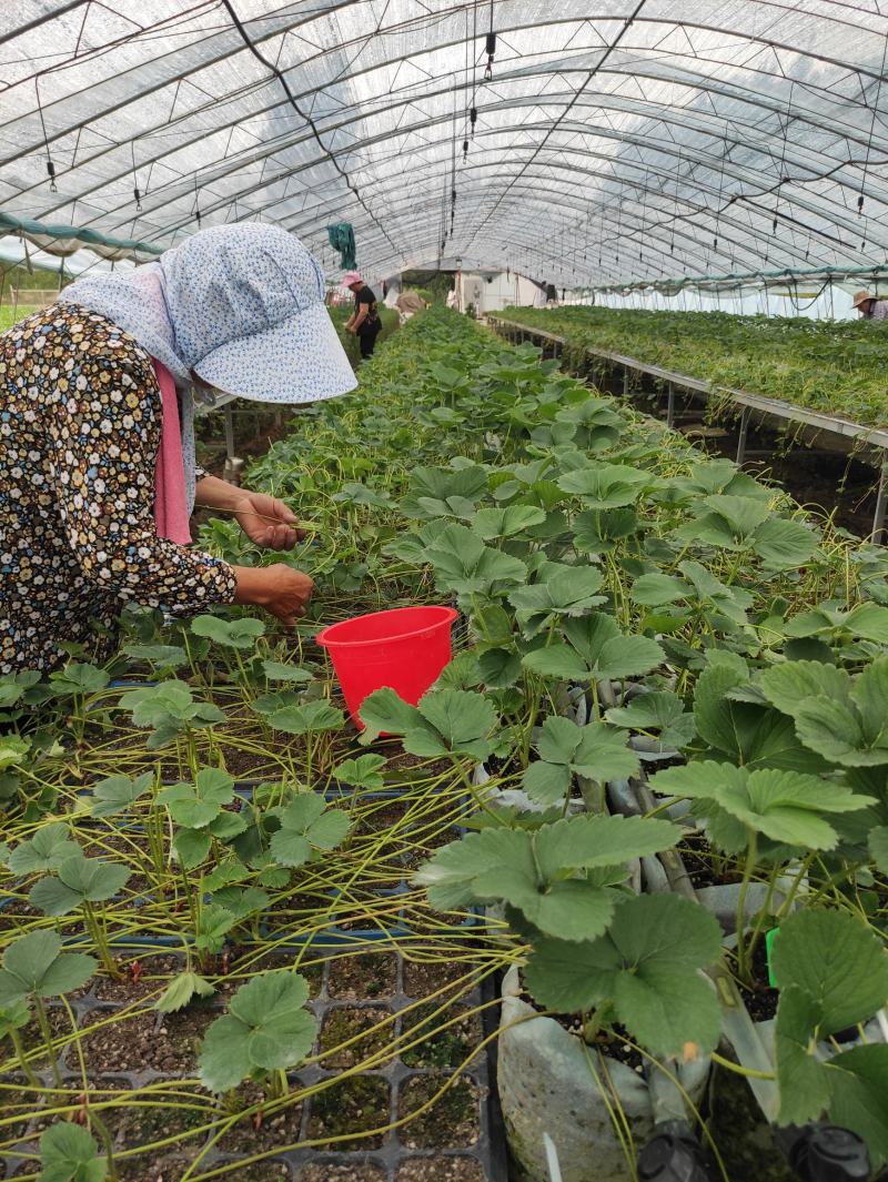 妙香七号草莓苗红颜草莓苗天仙醉草莓苗