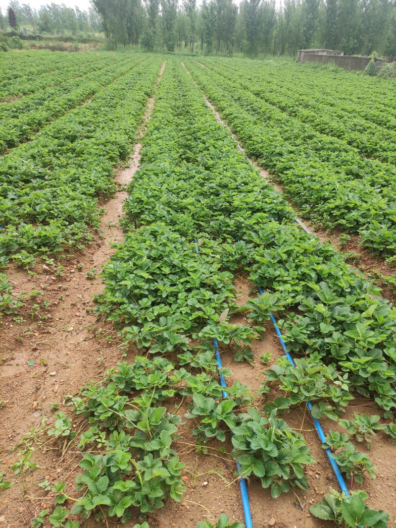妙香七号草莓苗红颜草莓苗天仙醉草莓苗
