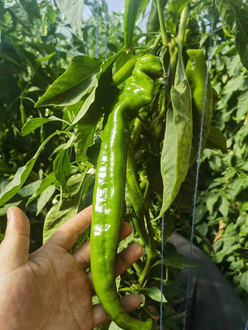 精品螺丝椒，鲜辣椒大辣椒大量有货，产地直发全国发货价格低