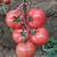 瑞星西红柿苗西红柿苗瑞星5号西红柿苗瑞星番茄苗包回收