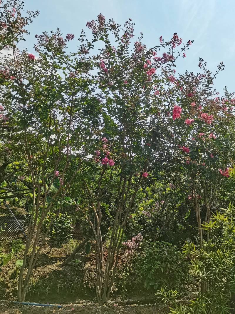 基地直供红花紫薇三红紫薇紫叶紫薇高杆紫薇丛生紫薇量大从优