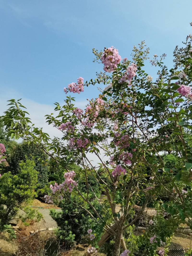 基地直供红花紫薇三红紫薇紫叶紫薇高杆紫薇丛生紫薇量大从优