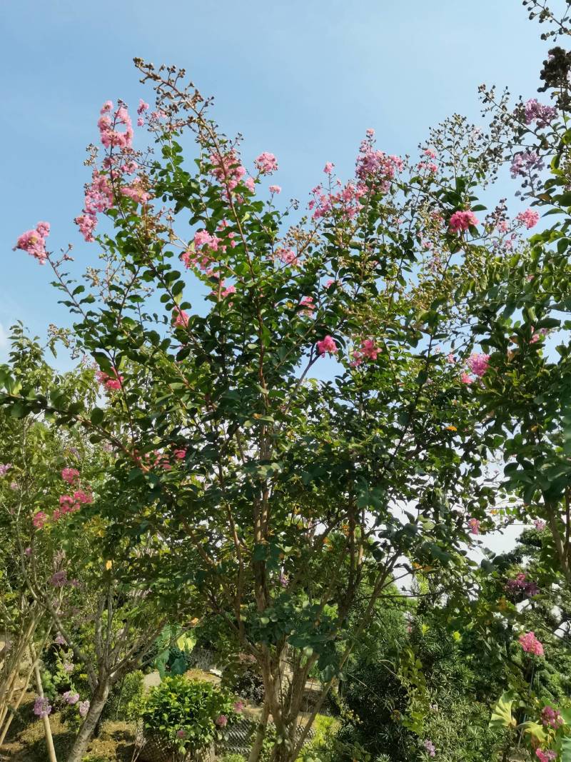 基地直供红花紫薇三红紫薇紫叶紫薇高杆紫薇丛生紫薇量大从优