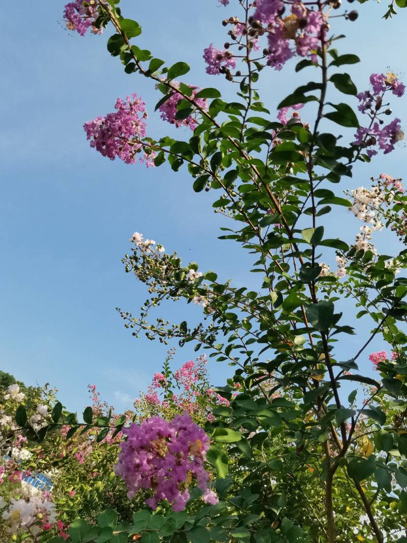 基地直供红花紫薇三红紫薇紫叶紫薇高杆紫薇丛生紫薇量大从优