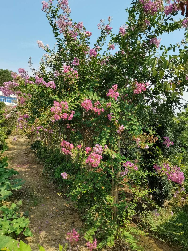 基地直供红花紫薇三红紫薇紫叶紫薇高杆紫薇丛生紫薇量大从优