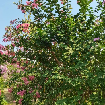 基地直供红花紫薇三红紫薇紫叶紫薇高杆紫薇丛生紫薇量大从优