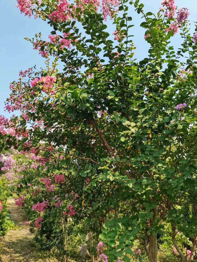 基地直供红花紫薇三红紫薇紫叶紫薇高杆紫薇丛生紫薇量大从优