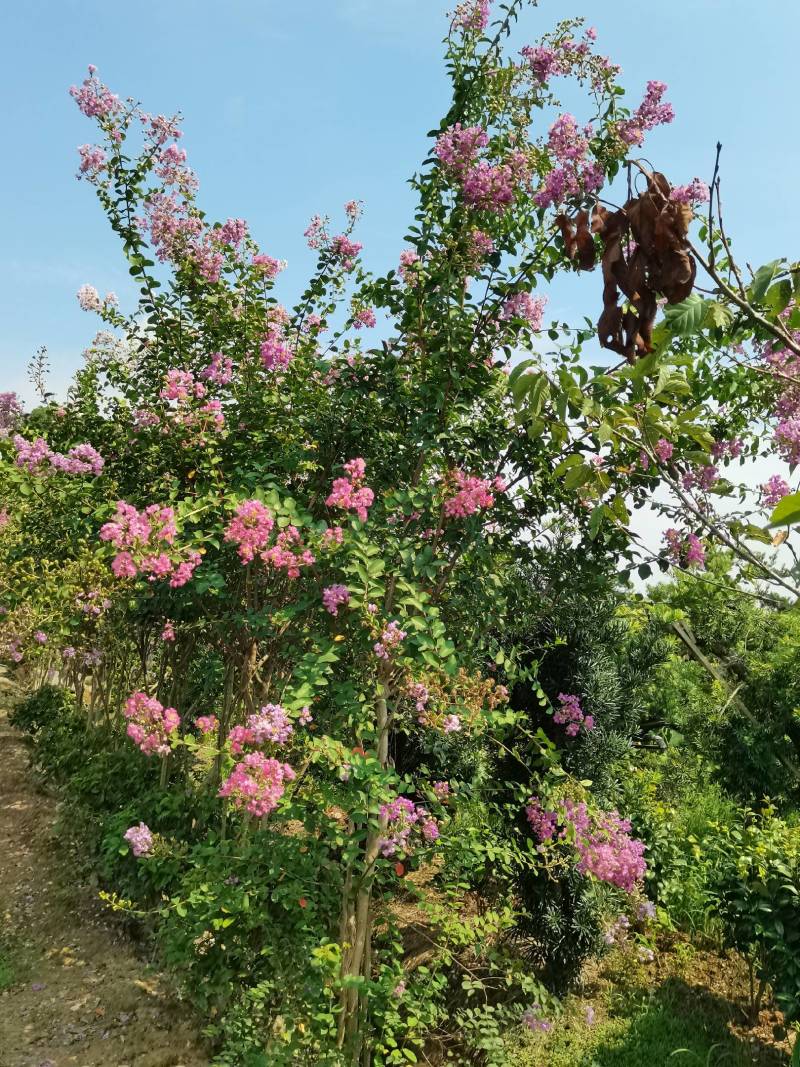 基地直供红花紫薇三红紫薇紫叶紫薇高杆紫薇丛生紫薇量大从优