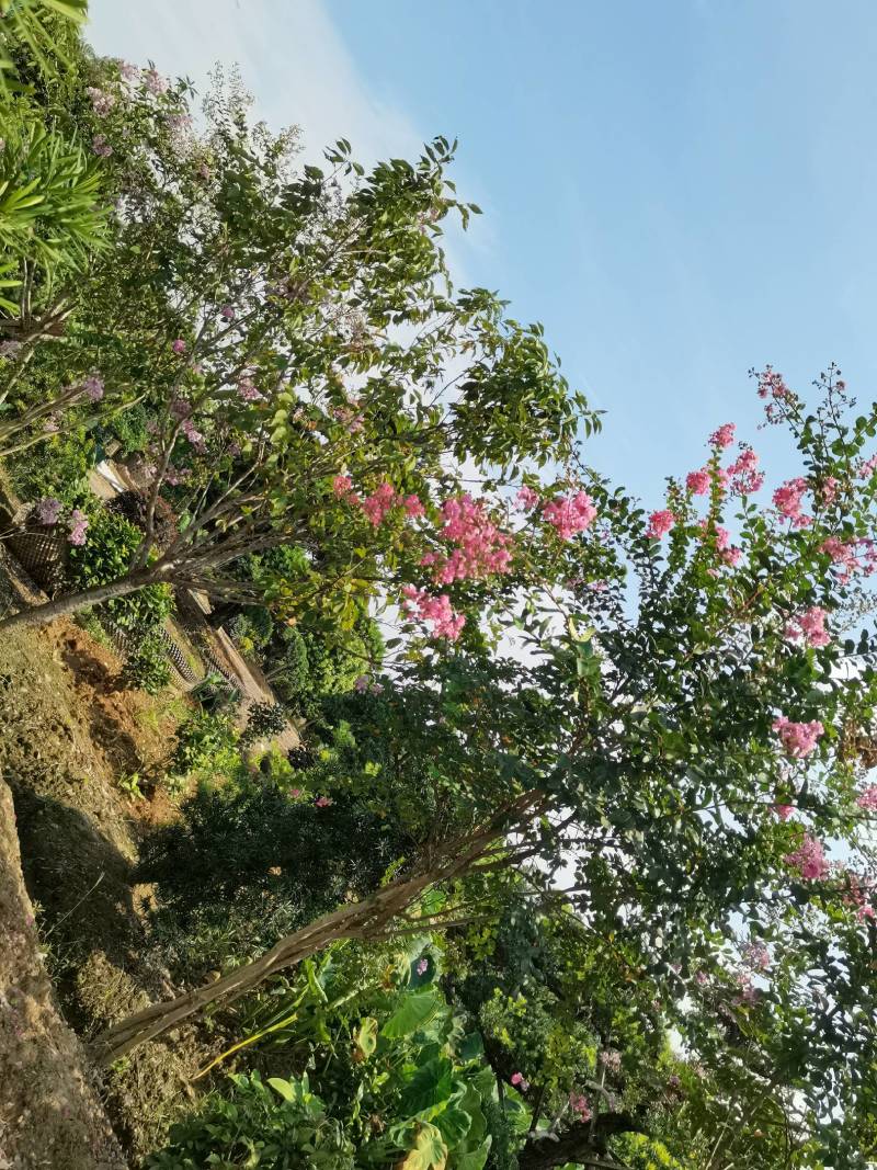 基地直供红花紫薇三红紫薇紫叶紫薇高杆紫薇丛生紫薇量大从优