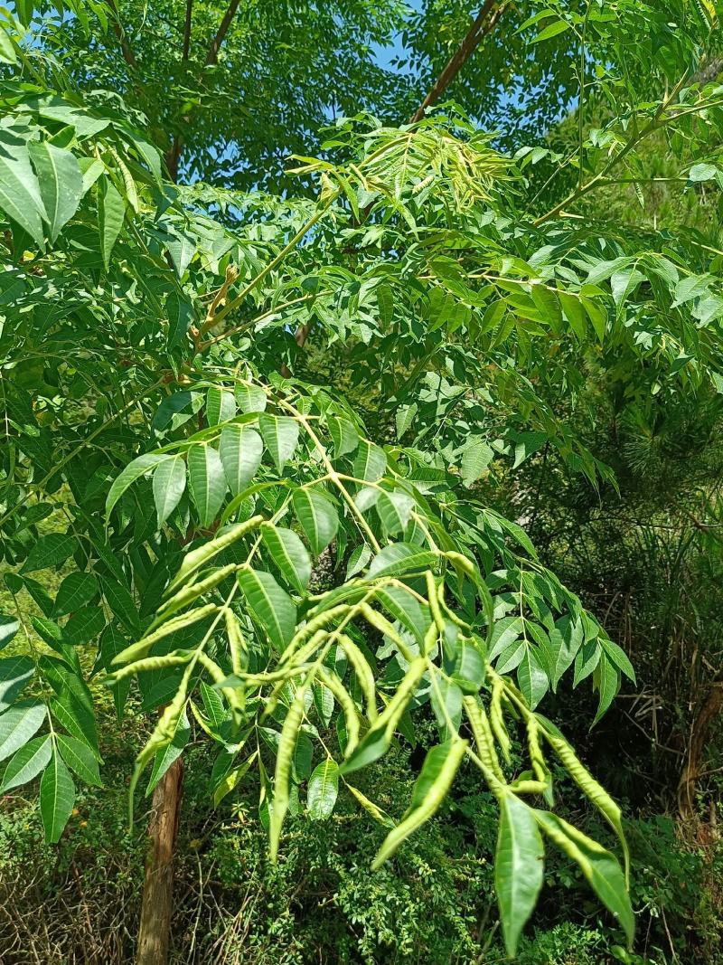 苦木黄楝瓣树、山熊胆、熊胆树、苦胆树、黄楝树、苦力芽、进