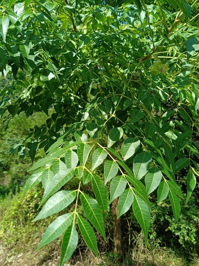 苦木黄楝瓣树、山熊胆、熊胆树、苦胆树、黄楝树、苦力芽、进