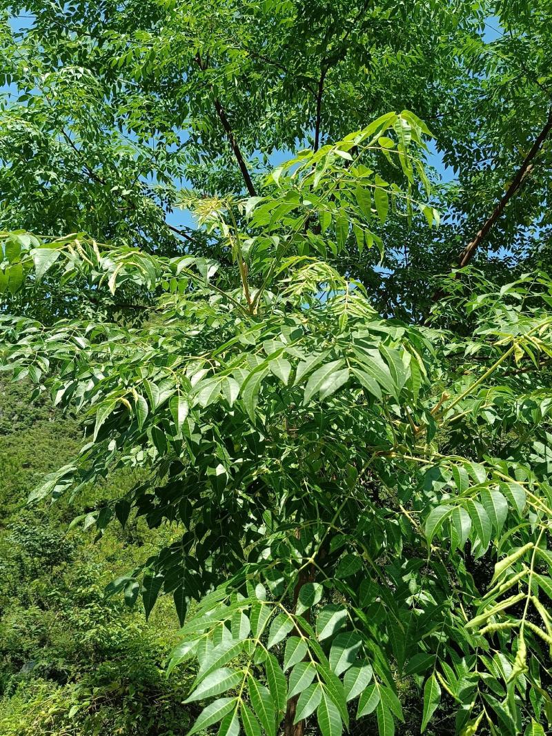 苦木黄楝瓣树、山熊胆、熊胆树、苦胆树、黄楝树、苦力芽、进