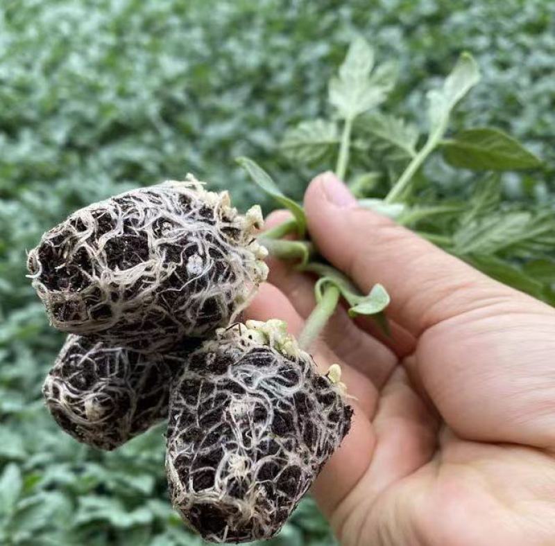 粉红西红柿苗西红柿苗粉红洋柿子苗粉红番茄苗包回收
