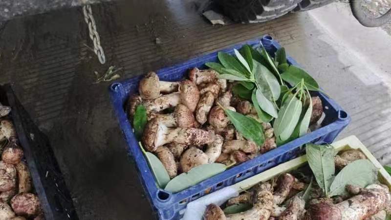 松茸
