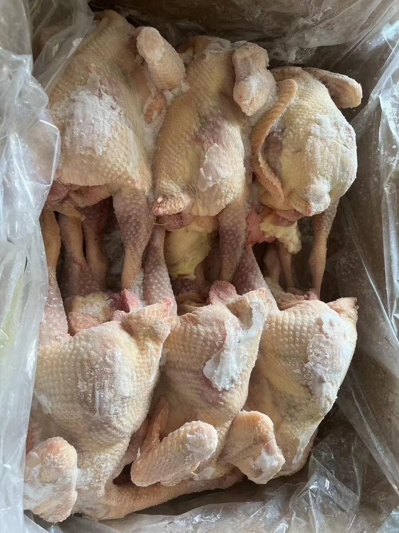 出售带油肺红毛蛋鸡10公斤5.6.7只30吨价格便宜