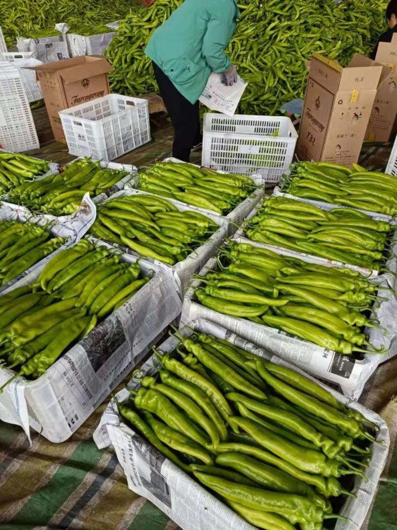 【牛角椒】辽宁黄皮牛角椒产地大量供应品种齐全欢迎咨询