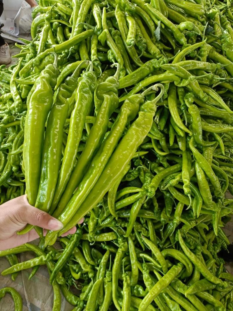 【牛角椒】辽宁黄皮牛角椒产地大量供应品种齐全欢迎咨询