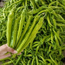 【薄皮椒】辽宁辣椒大量供应全国发货可视频看货