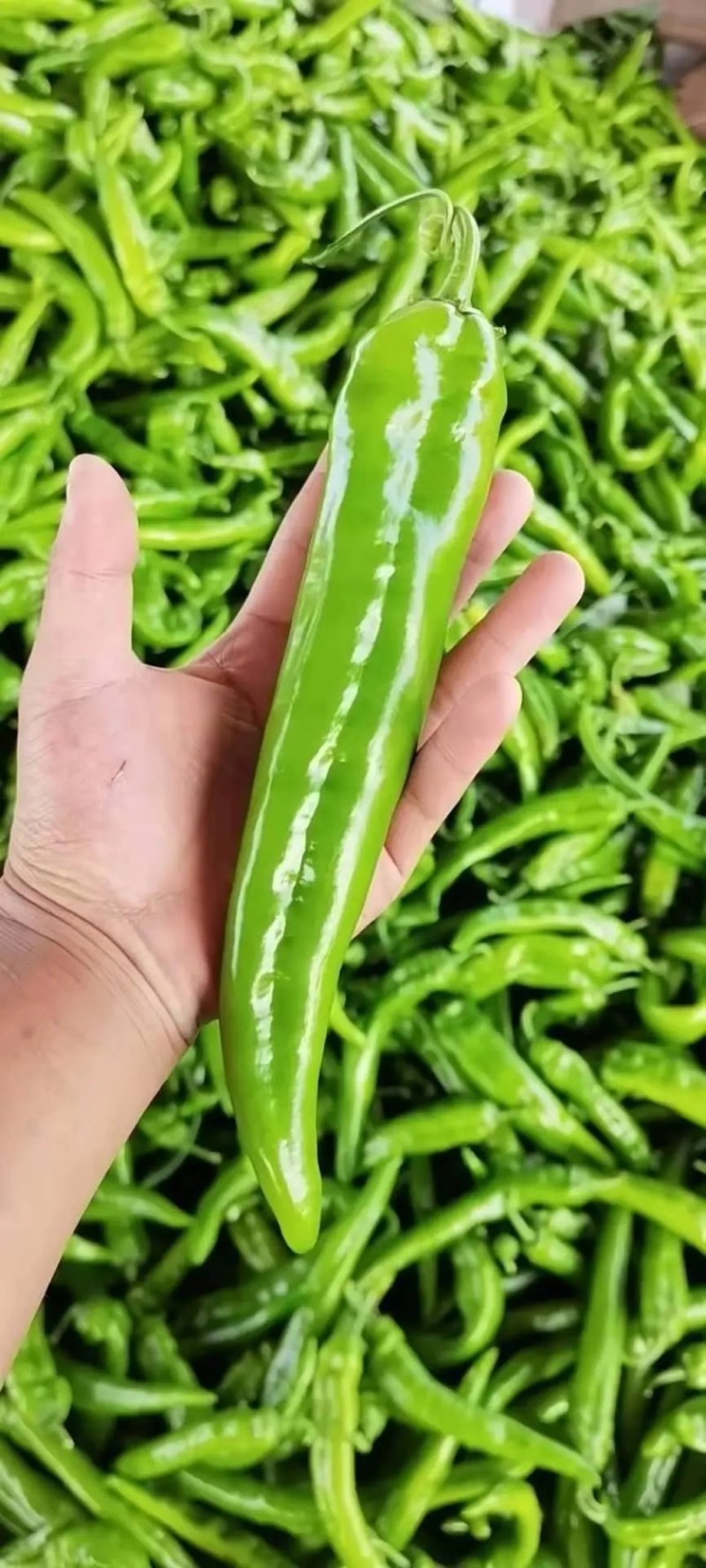【黄皮辣椒】大量供应品质保证对接批发市场档口