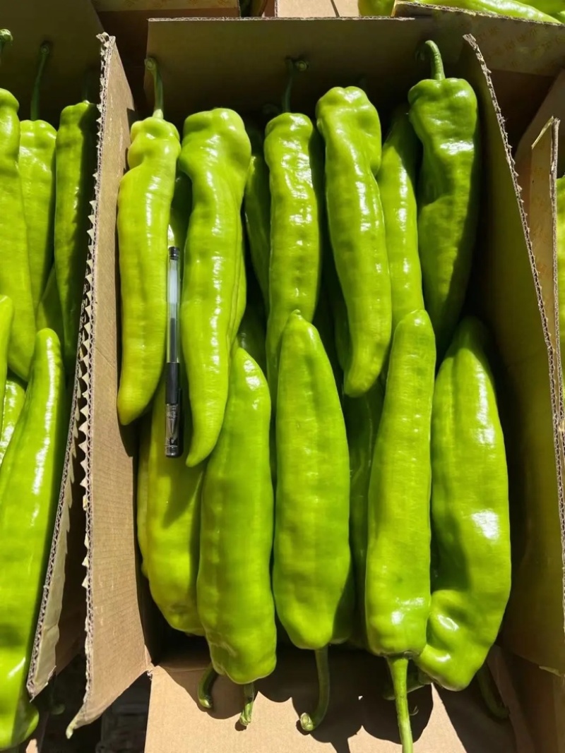 辽宁牛角椒尖角大量供应质优价廉可视频看货