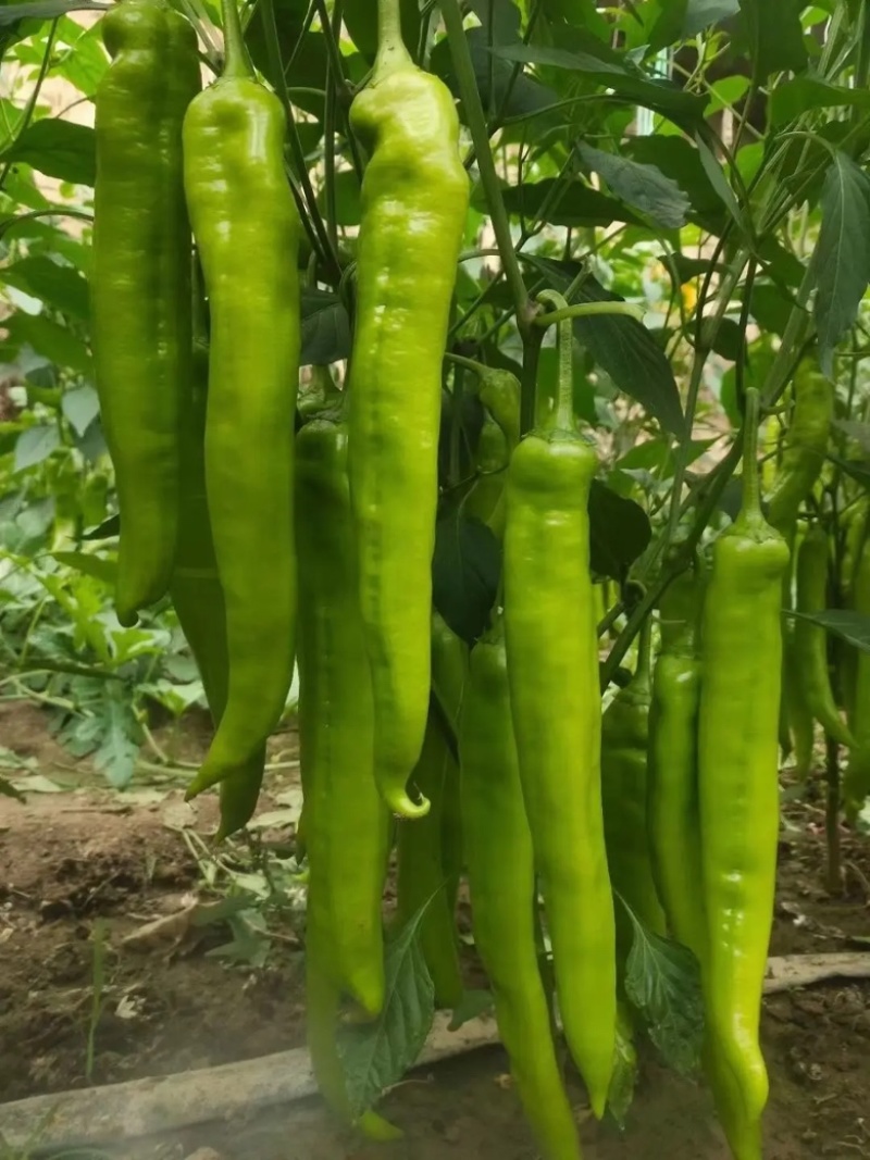 辽宁牛角椒尖角大量供应质优价廉可视频看货