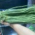 青条豆角大量供应