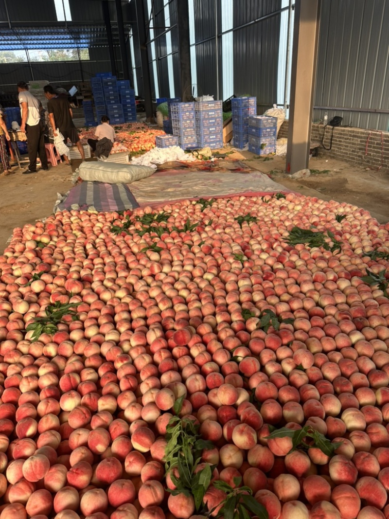 陆地红岗山水蜜桃大量上市货源充足