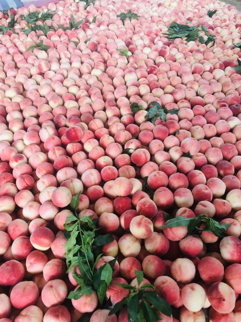 陆地红岗山水蜜桃大量上市货源充足