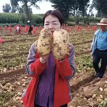 陕西定边希森土豆大量上市对接市场商超货源稳定欢迎咨询