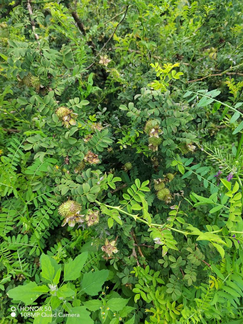 毕节威宁刺梨，数量多多