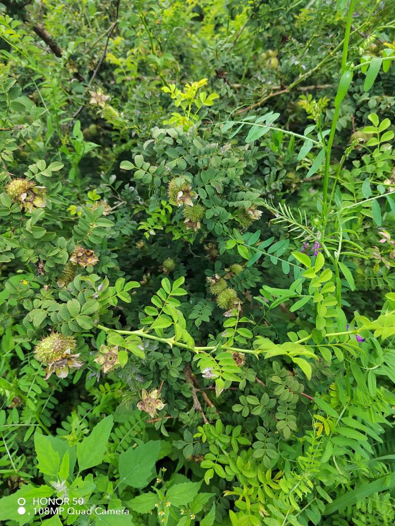 毕节威宁刺梨，数量多多