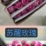 【低价保质】云南昆明，玫瑰花苗，品种齐全，欢迎来电咨询