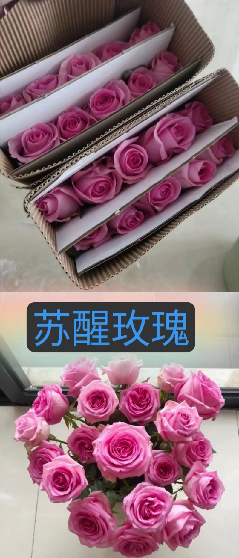 【低价保质】云南昆明，玫瑰花苗，品种齐全，欢迎来电咨询