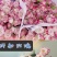 【低价保质】云南昆明，玫瑰花苗，品种齐全，欢迎来电咨询