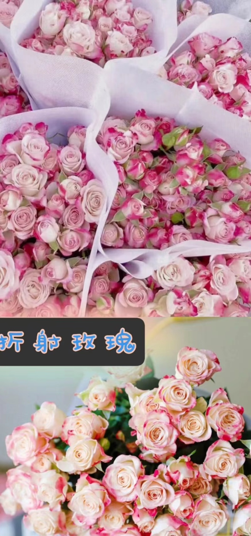 【低价保质】云南昆明，玫瑰花苗，品种齐全，欢迎来电咨询