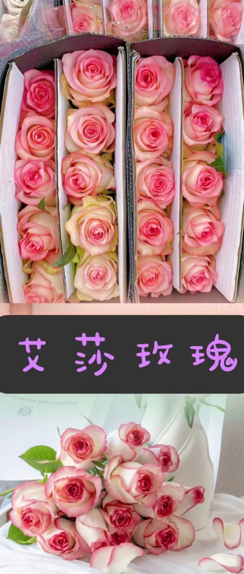 【低价保质】云南昆明，玫瑰花苗，品种齐全，欢迎来电咨询