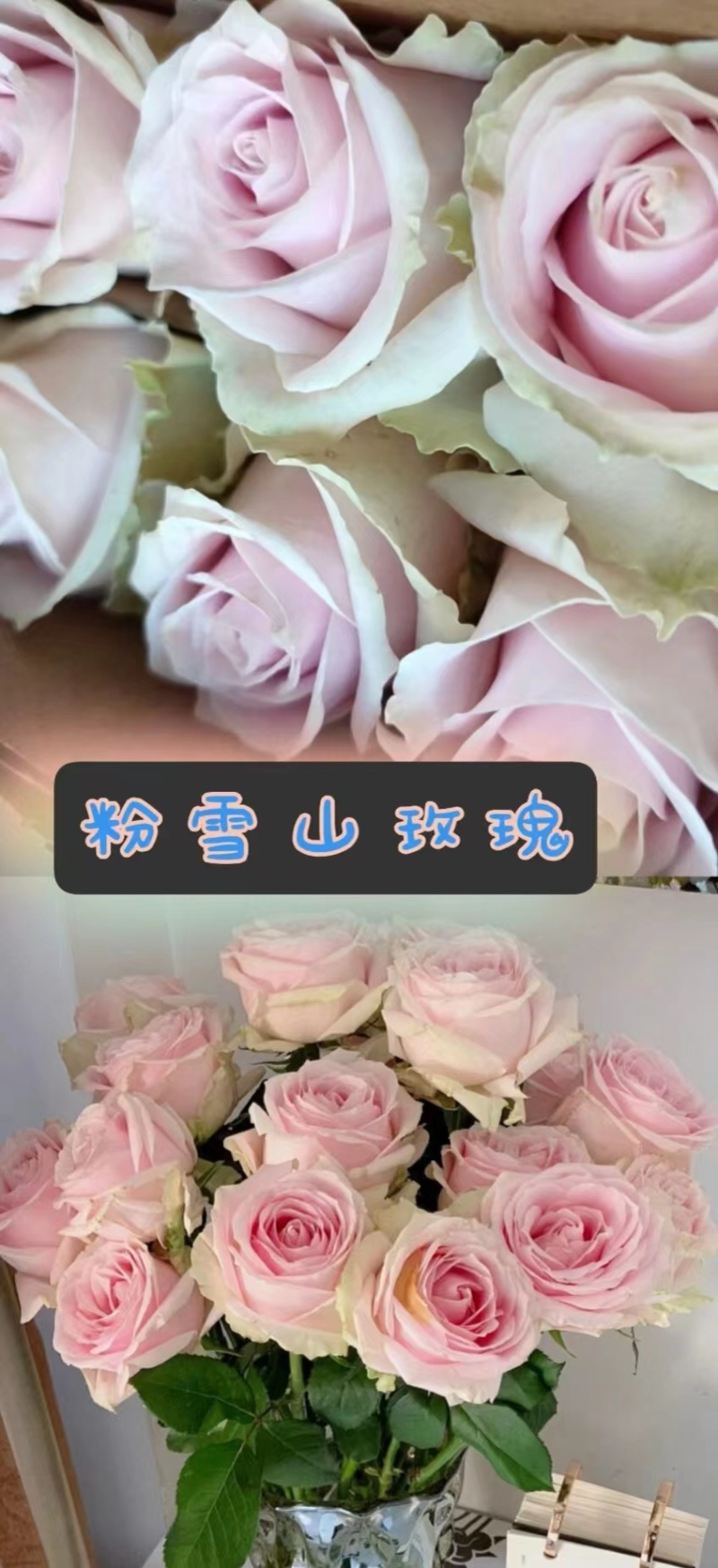 【低价保质】云南昆明，玫瑰花苗，品种齐全，欢迎来电咨询