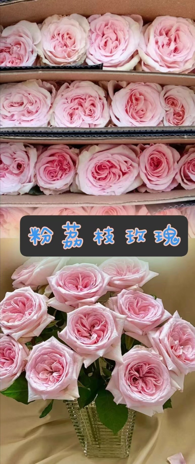 【低价保质】云南昆明，玫瑰花苗，品种齐全，欢迎来电咨询
