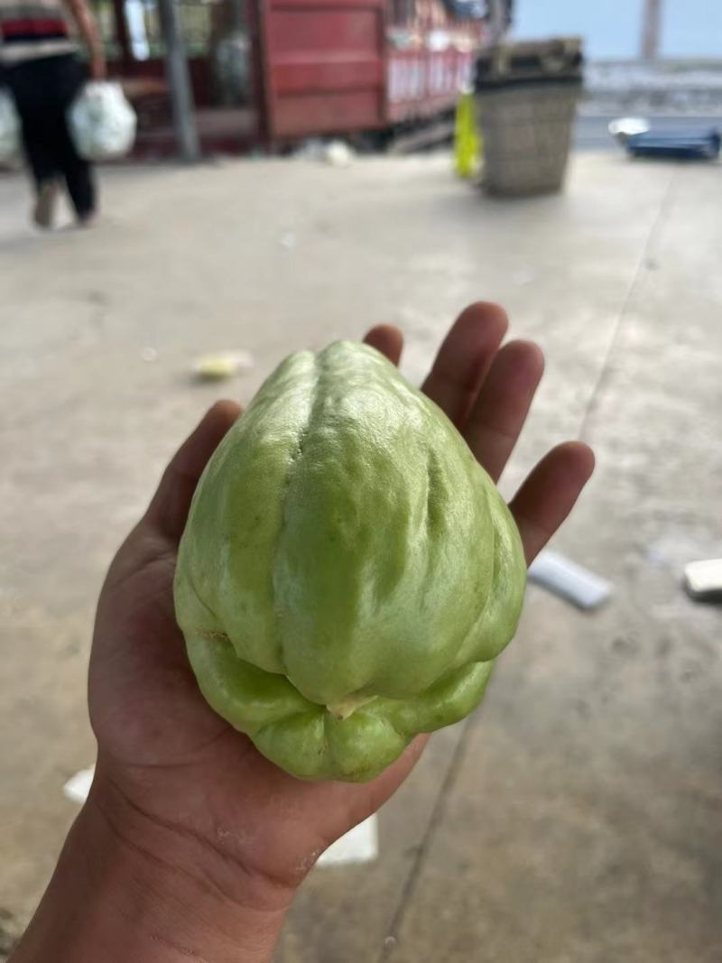 来自贵州万亩佛手瓜种植基地鲜嫩佛手瓜及瓜种诚信经营中