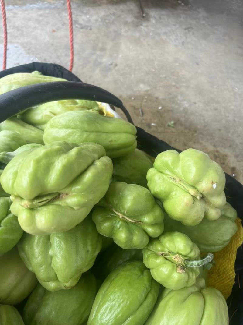来自贵州万亩佛手瓜种植基地鲜嫩佛手瓜及瓜种诚信经营中