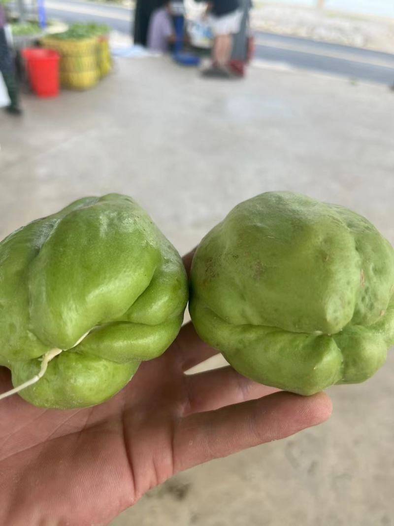 来自贵州万亩佛手瓜种植基地鲜嫩佛手瓜及瓜种诚信经营中