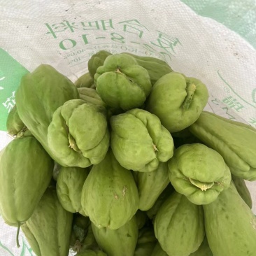来自贵州万亩佛手瓜种植基地鲜嫩佛手瓜及瓜种诚信经营中