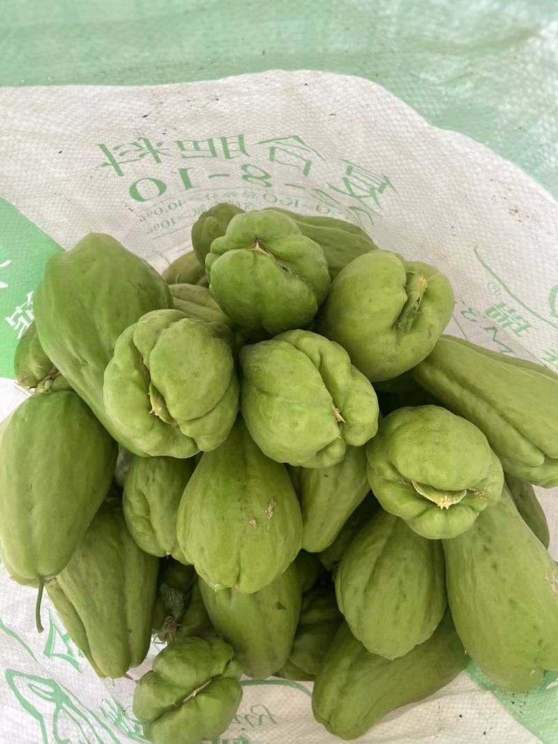 来自贵州万亩佛手瓜种植基地鲜嫩佛手瓜及瓜种诚信经营中