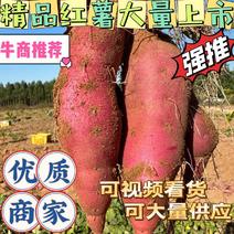 精品-红薯-龙九-西瓜红-一件品种齐全-纯沙土地种植
