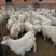 【活羊】绒山羊内蒙放养绒山羊常年供应量大从优包售后
