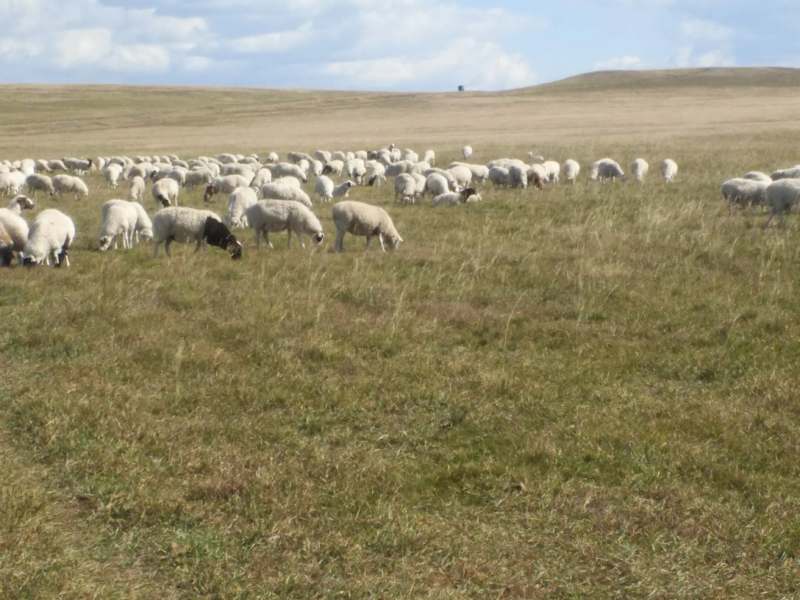 【活羊】绒山羊内蒙放养绒山羊常年供应量大从优包售后