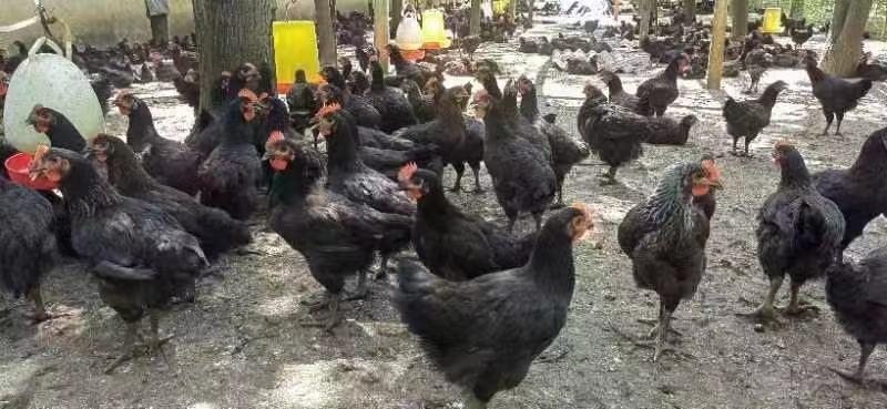 黑羽土鸡养殖基地常年有量肉质紧实，欢迎客商电联采购