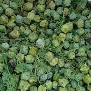 河南柏树籽